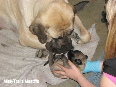 Sassy the English Mastiff sniffing a puppy