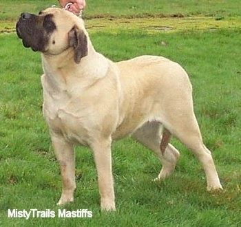 Side view - A tan with black Mastiff is standing in grass and it is looking up and to the left. There is a person holding its head up to pose it in a stack.