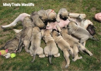 All the Puppies piled on to Sassy the English Mastiff who is on her back belly up nursing them