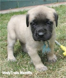 A tan with black English Mastiff puppy is standing in grass and there is a watering hose next to it. It has a green rope around its neck