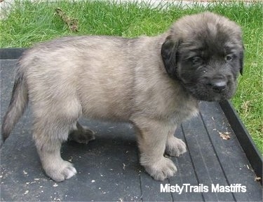 A tan with black English Mastiff puppy is standing on a black rubber mat outside in the grass.