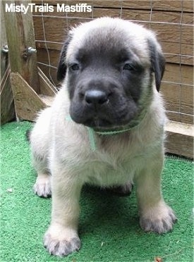 Front view - A tan with black English Mastiff puppy is sitting on a green fake grass surface looking forward.