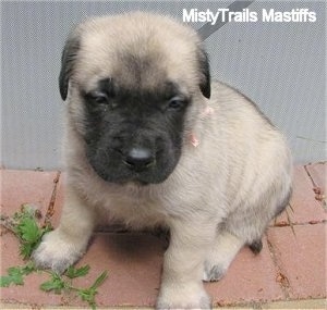 A tan with black English Mastiff puppy is sitting on a brick sidewalk and behind it is a gate.