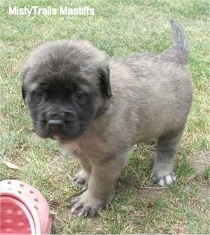 A tan with black English Mastiff puppy is standing in grass next to a pink crocs shoe.