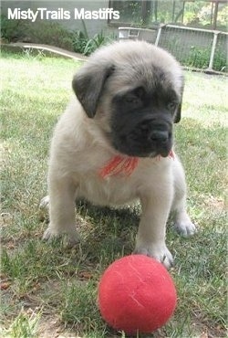 A tan with black English Mastiff puppy is sitting in grass with a red ball in front of it.
