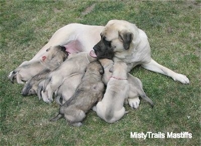 8 week old mastiff