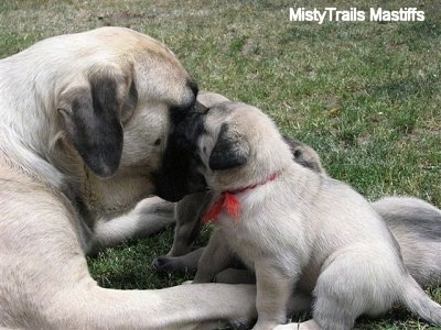 Sassy the English Mastiff laying outside with three puppies close to her face