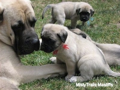 Sassy the English Mastiff laying outside with three puppies