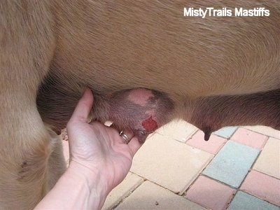 A hand showing how the mastitis is clear and the teat still functions