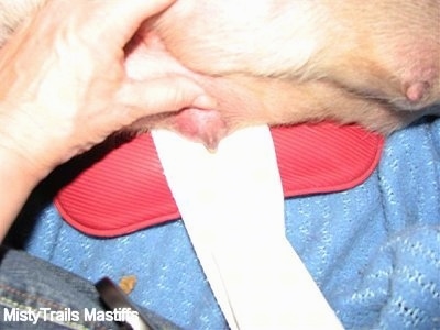 how do you treat mastitis in dogs