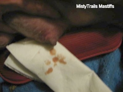 Close Up - Infected teat spilling onto a paper towel