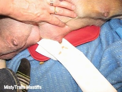 Teat with mastitis