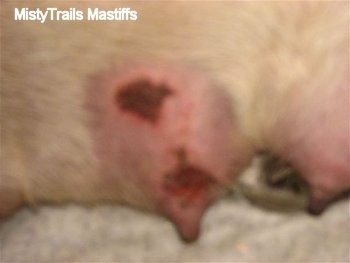 Mastitis affected teat is scabbing up