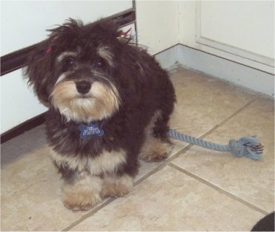 dachshund and maltese