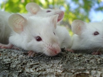 Close up - Three white Siamese Mice are laying on a tree and they are looking to the right.