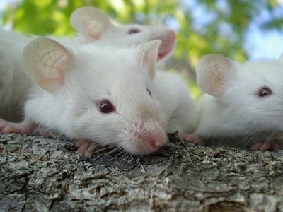 white mice as pets