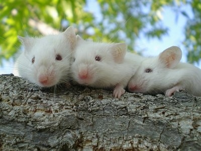 Three white Siamese mice are laying really close to each other on top of a tree branch.
