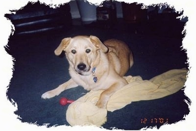 A tan German Sheprador is laying on a carpet with one of its paws on a tan blanket that has a red plastic toy under it