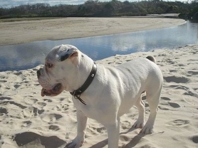 A white Miniature Australian Bulldog puppy is standing in sand and there is a channeled body of water behind it.