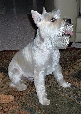 images of mini schnauzers