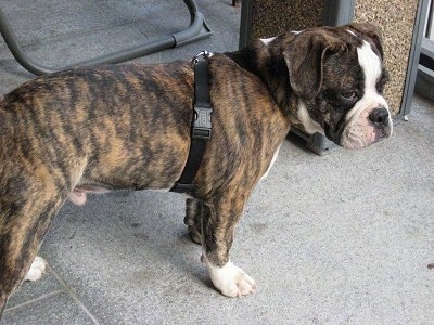 Australian shop miniature bulldog