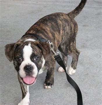 A brown brindle with white Miniature Australian Bulldog puppy is walking down a sidewalk. Its head is down, tail is low, its mouth is open and tongue is out.