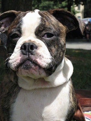 Close up upper half of a brown brindle with white Miniature Australian Bulldog puppy sitting outside. Its eyes are looking to the right with a suspicious look on its face.