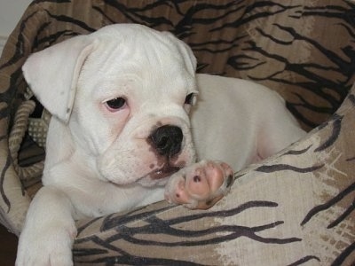 australian miniature bulldog