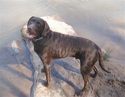 view from the top looking down - A short-haired wavy-coated chocolate mixed breed dog is standing on a large boulder-sized rock at the edge of a body of water.