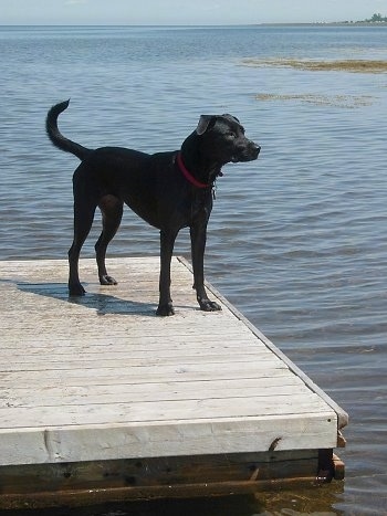 Labrabull Growth Chart