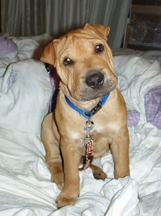 Front view - A small but thick, block headed, brown Shar-Pei/Labrador mix puppy is sitting on a white blanket on a person's bed looking forward. Its head is slightly tilted to the left. It has small triangular shaped ears that are hanging down and forward.