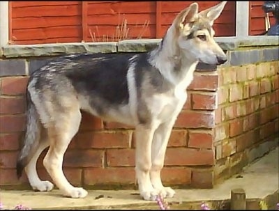 Right Profile - A black with white and grey Northern Inuit puppy is standing in front of a small brick wall and looking to the right. It looks like a wolf.