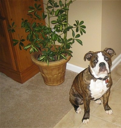 Front veiw - A wide-chested, brown brindle with white Olde English Bulldogge puppy is sitting with its front paws on a tan tiled floor and its bum on a tan carpet and there is a potted plant behind it. It is looking up and forward.