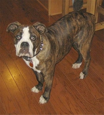 Front side view - A brown brindle with white Olde English Bulldogge puppy is wearing a black spike collar standing across a hardwood floor looking up.