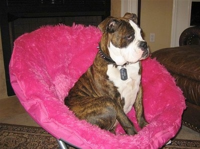 Side view - A brown brindle with white Olde English Bulldogge puppy is sitting in a hot pink fuzzy chair looking forward. It has a dog tag the shape of human military dog tag hanging from its collar.