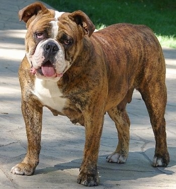 olde english bulldogge colors red brindle