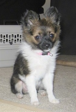 Front view - A perk-eared, white with tan and black Paperanian puppy is sitting on a tan carpeted floor looking forward.