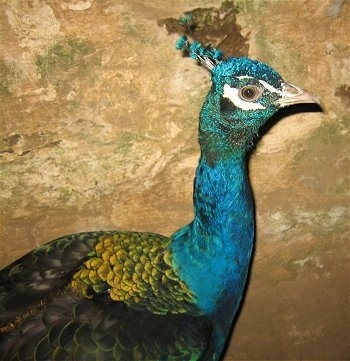 Close Up upper body shot - A peacock standing next to the stone wall of a barn.