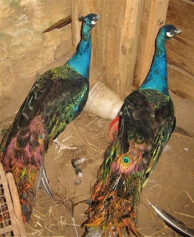 Two colorful peacocks are standing in the corner of a barn next to a destroyed water dispenser