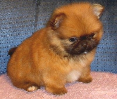 Peek-A-Pom Dog Breed Health, Temperament, Feeding and Puppies