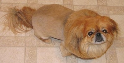 Close up view from the top looking down at the dog - A freshly shaved tan Pekingese is standing across a tan tiled floor looking up. It has longer hair on its tail and around its neck and head making it look like a lion.
