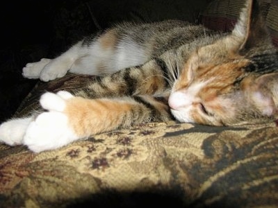 Close Up - Fingers the Poly Bob cat is laying on a pillow on a couch