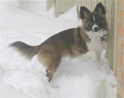 A tan with black and white Pomchi puppy is standing in a pile of snow against a brick wall looking forward. It has perk ears and longer hair on its tail, belly and around its ears.