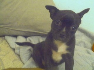 Front view - A black with white Pomston puppy is sitting on a gray blanket looking forward. There is a light green pillow behind it.