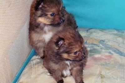 Close up - Two Poshies puppies are sitting in the corner of a teal-blue pen looking to the right.