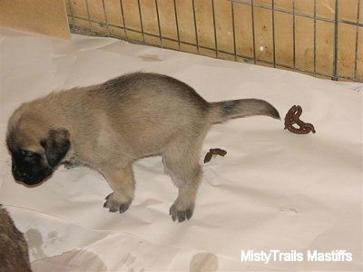 Misty Method-Raising puppies at 3 to 3.5 weeks old - Time ...