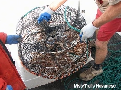 Two people are standing on a boat and they placed a Prawn Trap full of prawns in it.