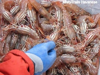 Close up - A bucket full of Prawn. There is a persons hand over top of a bucket.