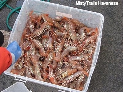 A bucket full of Prawns in a boat.