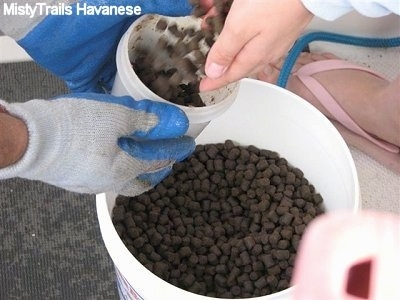 A bucket of Prawn Bait is being dumped into a smaller bucket by people.